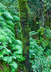 forest fern in the mountains