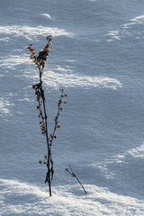 The stem of a dry plant in the middle of a winter field