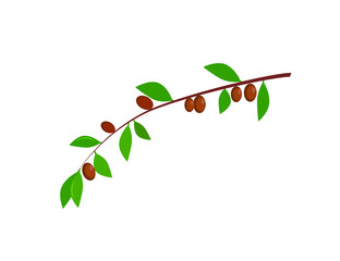 Branch with coffee beans. Vector image.
