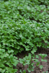 Young plants of white mustard as a green manure. White mustard help us to keep the firtility of our soil at high level.