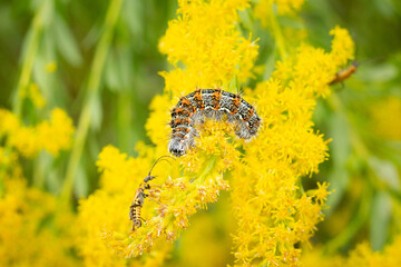 caterpillar meets insect