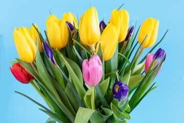 Beautiful bouquet of yellow tulips and blue irises on a blue background. Floral background, spring card with yellow and blue flowers, copy space.