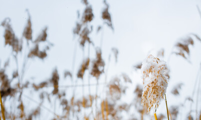 reed in winter, frozen and covered by snow outdoors in an blurred creative style  