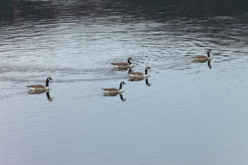 Canada Goose
