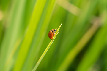 Macro photo of Ladybug in the green grass. Macro bugs and insects world. Nature in spring concept.