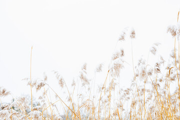 reed in winter, frozen and covered by snow outdoors in an blurred creative style  