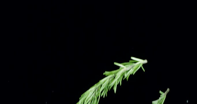 Fresh green rosemary branches slowly fly up and fall on a black background. Blackmagic Ursa Pro G2, 300 fps.