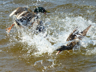 Obraz premium Two Drakes Splashing Extensively In Water