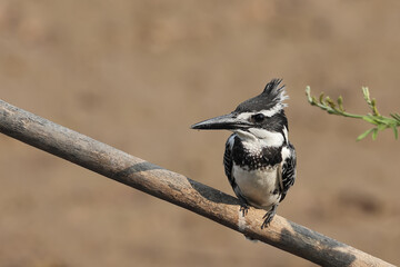A pied Kingfisher sitting on a branch above the chobe river. Pied Kingfisher perched against a super background.