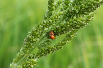 Macro photo of Ladybug in the green grass. Macro bugs and insects world. Nature in spring concept.