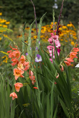 Pink, orange, blue and crimson gladioli bloom in summer in a flower bed. Yellow daisy-like flowers (rudbeckia) in the background. Growing flowers at home. Different varieties of gladioli