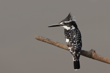 A pied Kingfisher sitting on a branch above the chobe river. Pied Kingfisher perched against a...