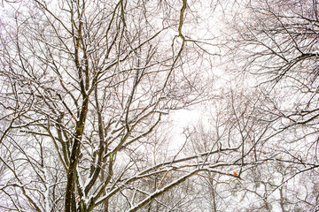 winter in the city, snow covered 