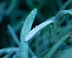 water droplet on lavender plant