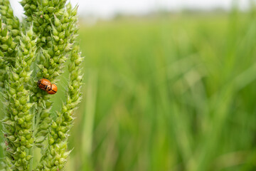 Macro photo of Ladybug in the green grass. Macro bugs and insects world. Nature in spring concept.