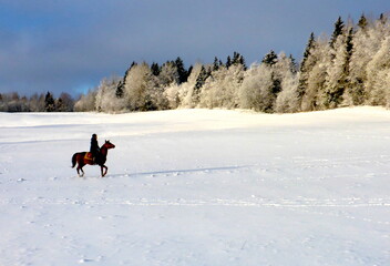 dog in snow