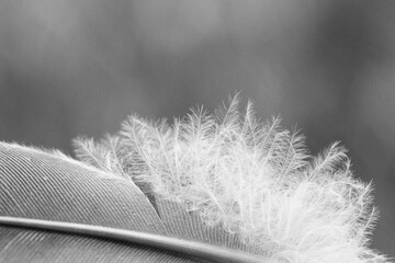 bird feather macro