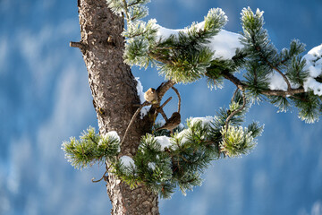 a group of sparrows sitting on the branches of a swiss stone pine in winter