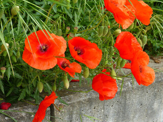 Red Poppy Meadow, Papaver Rhoeas