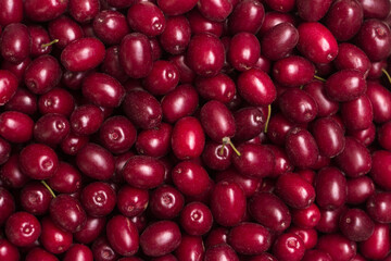 Many ripe burgundy dogwood berries, background. Summer harvested fruits, top view