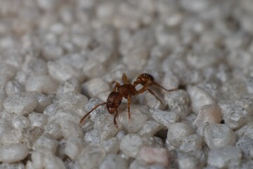 Myrmica ruginodis or mravenec rezavý