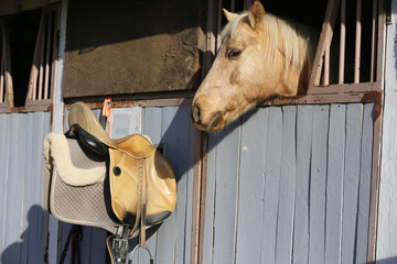Head shot close up of a morgan horse in the stable on a rural horse stud farm