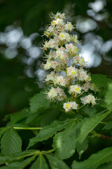 An Inflorescence Of Ordinary Horse Chestnut, Aesculus Hippocastanum