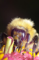 pszczoła czerpiąca nektar z kwiatu by przetworzyć go na miód © Tomasz