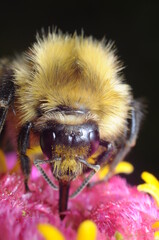 pszczoła czerpiąca nektar z kwiatu by przetworzyć go na miód