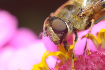 pszczoła czerpiąca nektar z kwiatu by przetworzyć go na miód © Tomasz