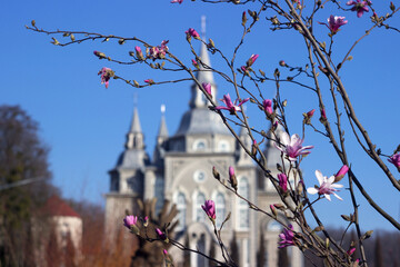 Blooming pink magnolia, beautiful flowering tree in spring. Old church in the background. Vinnytsia © lyudmilka_n