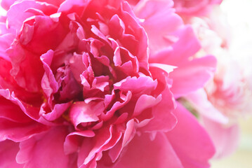 Peonies background.Flowery summer texture for background. Spring blossoms.