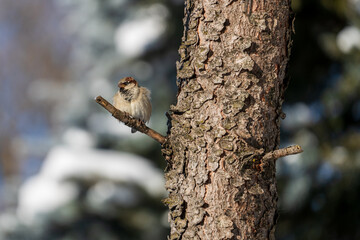a house sparrow perched of a twig from a pine