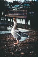 Obraz premium country goose on the bridge