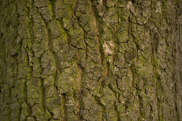 Texture of yellow with moss small oak bark