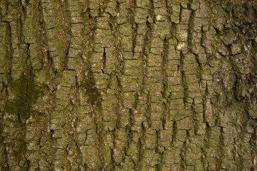 Texture of yellow small oak bark