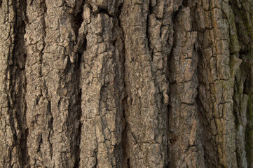 The texture of thick brown oak bark
