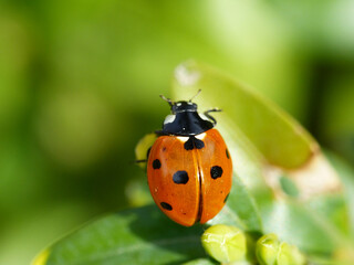 Ladybird