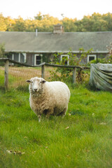 Obraz premium A cute fluffy sheep standing in a green field grazing. High Contrast Autumn Fall Theme.