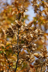 Autumnal Beech Foliage, Branch With Beechnuts