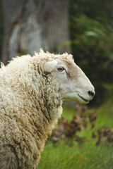 A cute fluffy sheep standing in a green field grazing. High Contrast Autumn Fall Theme.