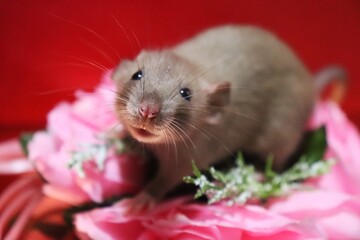 hamster in a glass