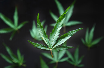 Cannabis green hemp leaf levitation on black background. Medical marijuana plant Cannabis Sativa pattern. Weed ganja legalize smoking drug concept.