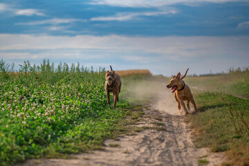 Two pibull terriers are playing, running around the field in summer.