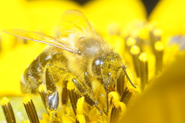 pszczoła czerpiąca nektar z kwiatu by przetworzyć go na miód © Tomasz