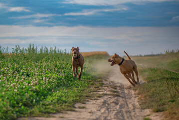 Two pibull terriers are playing, running around the field in summer.