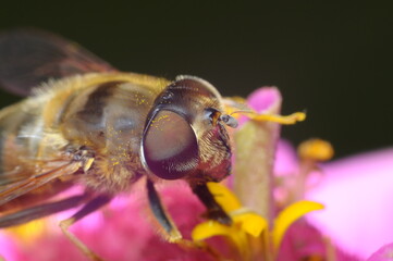 pszczoła czerpiąca nektar z kwiatu by przetworzyć go na miód © Tomasz