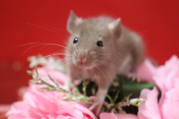  rat on a red background