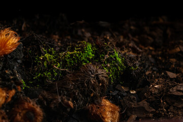 bright green moss on a dark brown dirt; nature concept