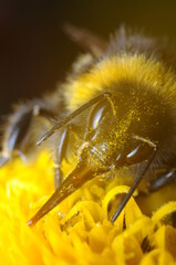 pszczoła czerpiąca nektar z kwiatu by przetworzyć go na miód © Tomasz